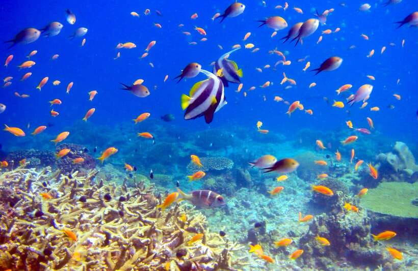 Semporna: Bohey 3 Islands Hike, Snorkel/Dive Tour with Lunch - Sibuan and the last swim