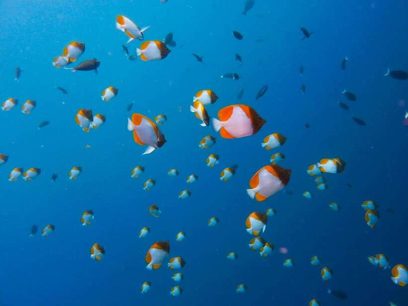 Semporna: Bohey 3 Islands Hike, Snorkel/Dive Tour with Lunch - Practical packing advice