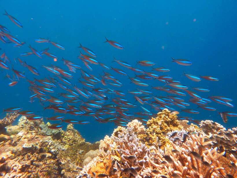 Semporna: Mabul and Kapalai Trip in Snorkel or Dive & Lunch - Who will enjoy this trip most