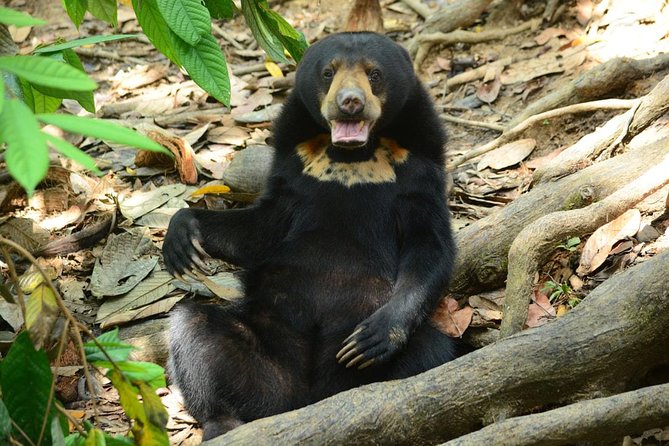 Sepilok Orang Utan & Bornean Sun Bear Centre with Sandakan City Tour with Lunch - Two endangered species in a single Sandakan day