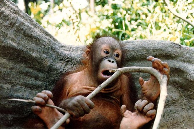 Sepilok Orang Utan & Bornean Sun Bear Centre with Sandakan City Tour with Lunch - A convenient shared tour from Sandakan