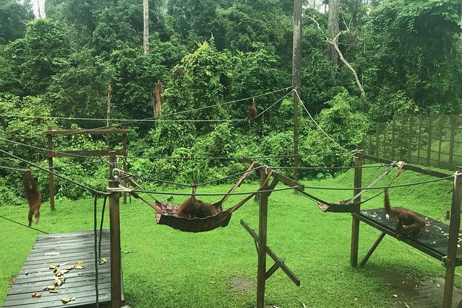 Sepilok Orang Utan & Bornean Sun Bear Centre with Sandakan City Tour with Lunch - What to pack and what costs extra