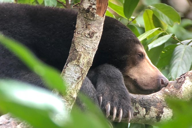 Sepilok Orang Utan & Bornean Sun Bear Centre with Sandakan City Tour with Lunch - One hour with Bornean sun bears