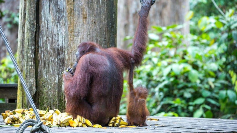 Sepilok Orangutan & Sun Bear Half-Day Tour | Sandakan - Why Sepilok makes this a worthwhile half-day