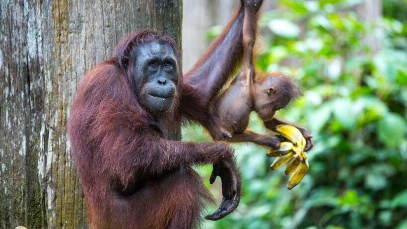 Sepilok Orangutan & Sun Bear Half-Day Tour | Sandakan - What is included, and what is not
