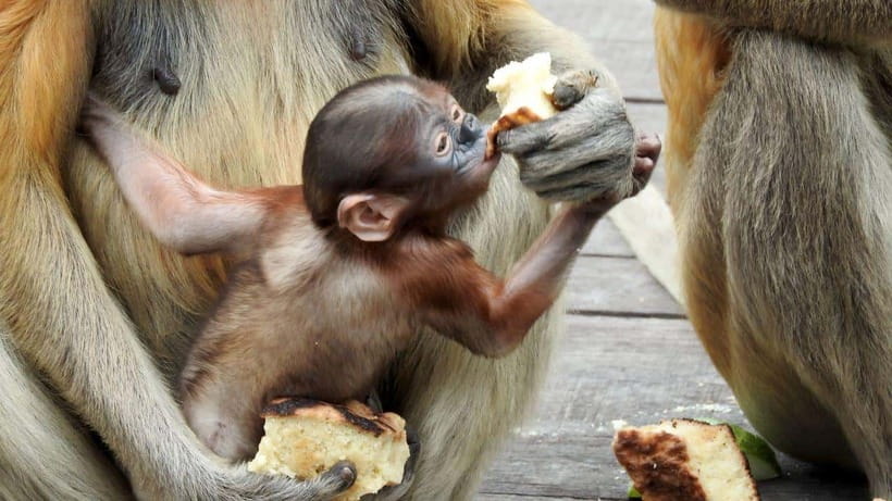 Sepilok Orangutan & Sun Bear Half-Day Tour | Sandakan - Is $169 good value?