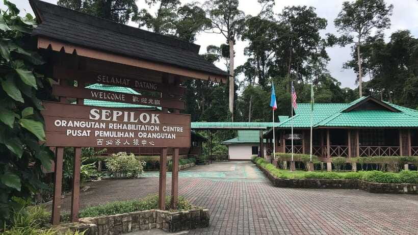 Sepilok Orangutan & Sun Bear Half-Day Tour | Sandakan - What to wear and bring