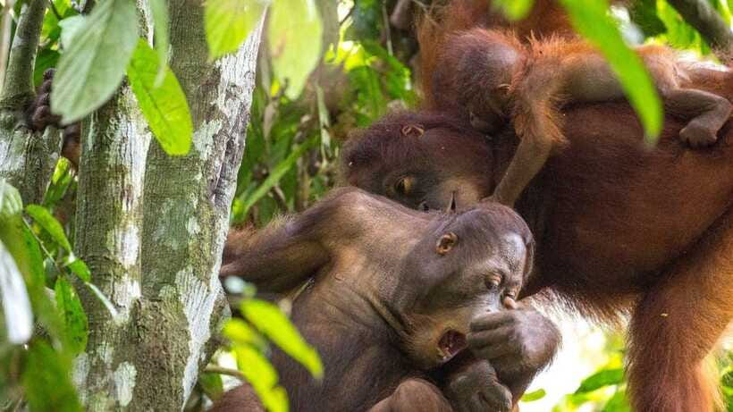 Sepilok Orangutan & Sun Bear Half-Day Tour | Sandakan - Who will enjoy this tour most?
