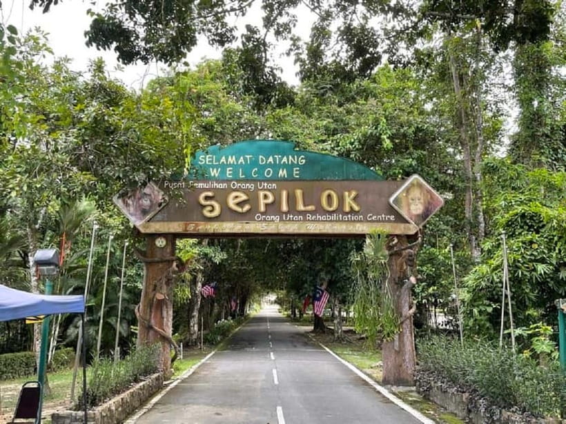 Sepilok OrangUtan, Sun Bear & Labuk Bay Full Day Trip - Three Borneo animals before lunch