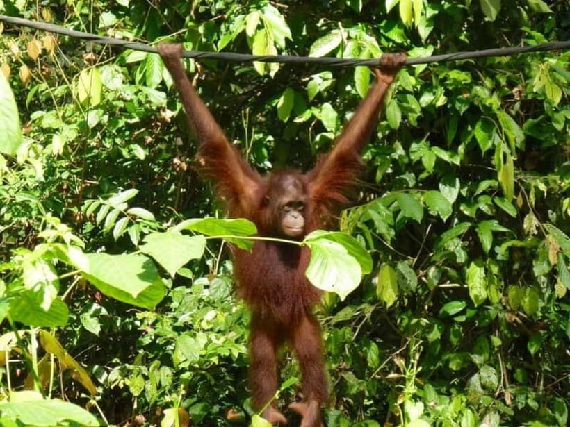 Sepilok OrangUtan, Sun Bear & Labuk Bay Full Day Trip - Sepilok at the 10:00 AM orangutan feeding