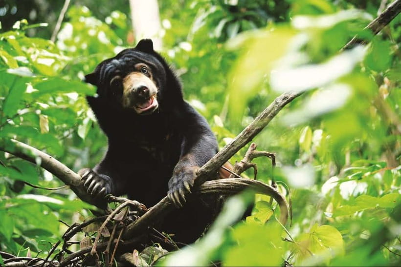 Sepilok OrangUtan, Sun Bear & Labuk Bay Full Day Trip - Lunch at Borneo Sepilok Rainforest Resort