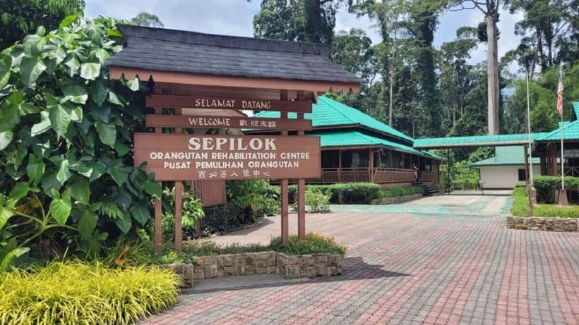 Sepilok OrangUtan, Sun Bear & Labuk Bay Full Day Trip - Starting from Sandakan or Sepilok
