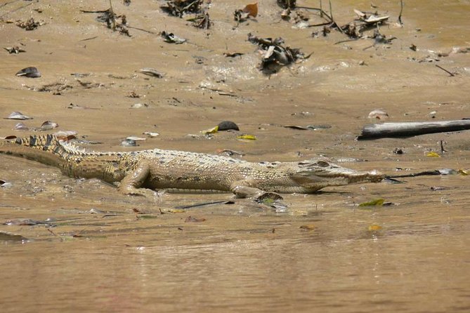 Shared Mangrove & Irrawaddy Dolphin Watching Cruise - Who should book this Santubong cruise?