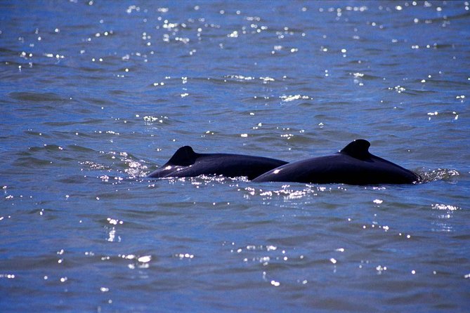 Shared Mangrove & Irrawaddy Dolphin Watching Cruise - Leaving Kuching at 8:45 am