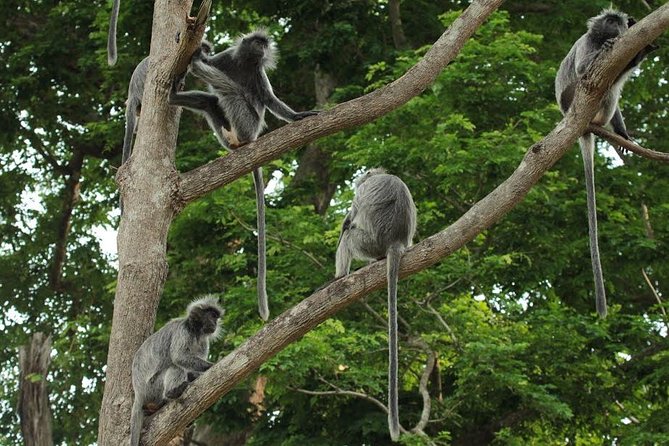 Silver Leaf Monkeys and Firefly Tour with Boat Ride and Seafood Dinner - From Kuala Lumpur to Bukit Melawati