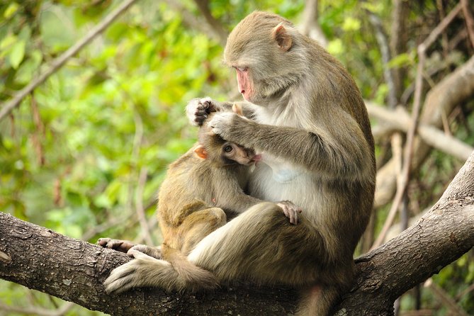 Silver Leaf Monkeys and Firefly Tour with Boat Ride and Seafood Dinner - Seafood dinner before the firefly boat ride