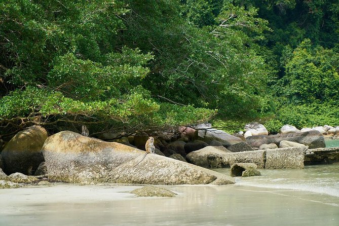 Silver Leaf Monkeys and Firefly Tour with Boat Ride and Seafood Dinner - What the $193.14 price includes
