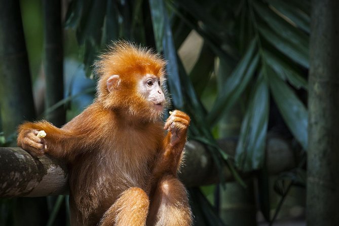 Silver Leaf Monkeys and Firefly Tour with Boat Ride and Seafood Dinner - Historic Melawati sights and quick photo stops