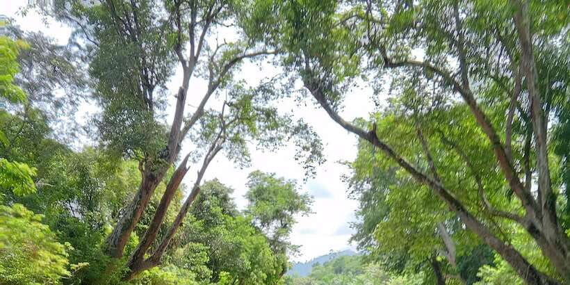 Sungai Berang Wildlife & Cultural Kayak Tour - Wildlife without a guarantee