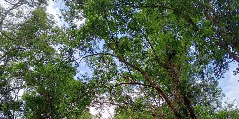 Sungai Berang Wildlife & Cultural Kayak Tour - Lunch at the campsite