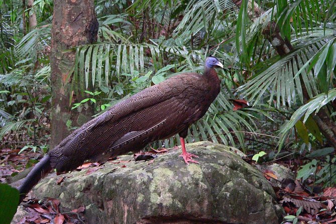 Taman Negara Day Tour with Canopy Walk - The return to Kuala Lumpur