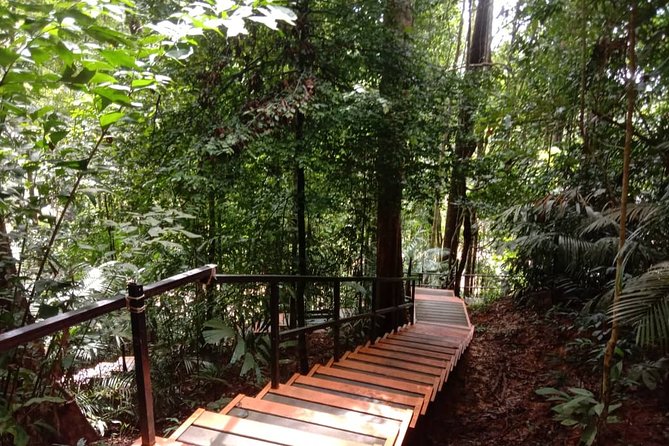 Taman Negara National Park Day Tour (SIC - Join In Tour) - Jungle steps toward Teresek Hill
