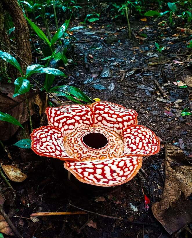 Tambunan: Rafflesia Flower Trekking with Rustic Lunch - Why the Rafflesia is worth a day in Sabah