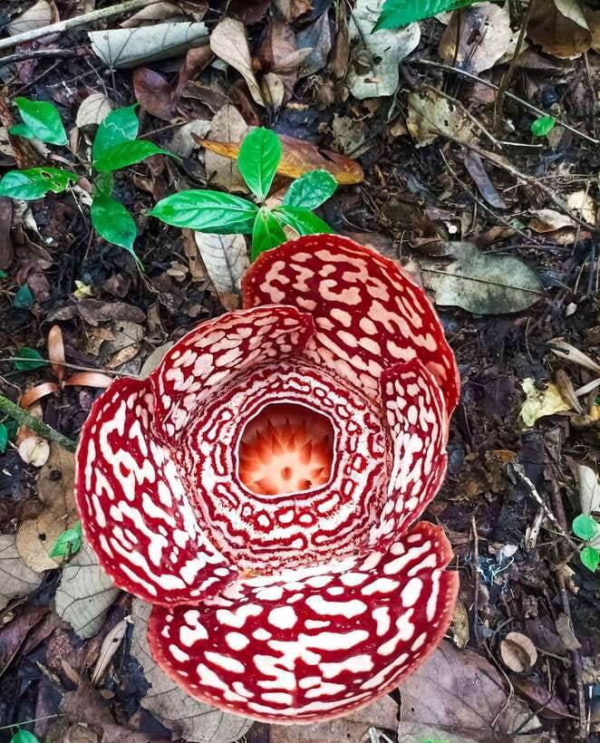 Tambunan: Rafflesia Flower Trekking with Rustic Lunch - At the information centre, start with the plant itself