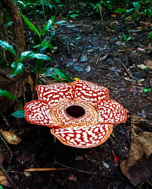 Tambunan: Rafflesia Flower Trekking with Rustic Lunch - The Tambunan walk takes about an hour