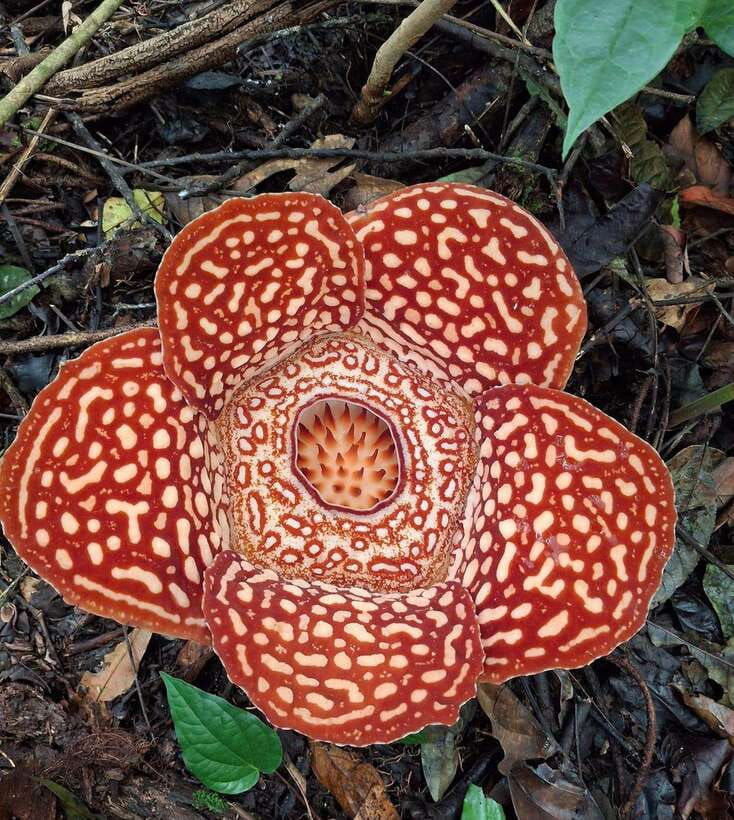 Tambunan: Rafflesia Flower Trekking with Rustic Lunch - Leaving Kota Kinabalu for Tambunan