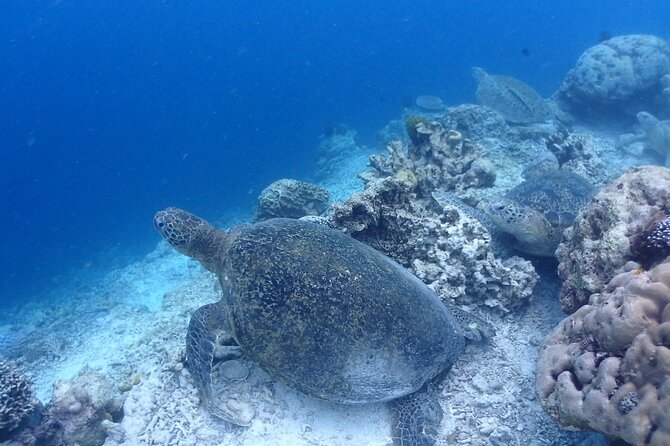TRY SCUBA (non diver) - Group size, instruction, and comfort underwater