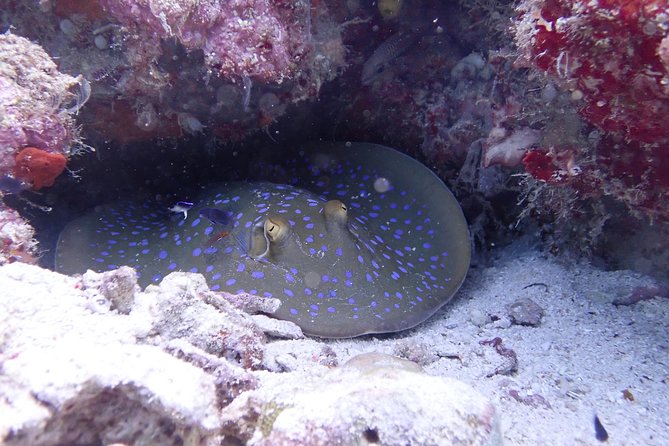 TRY SCUBA (non diver) - Getting started at Semporna Jetty