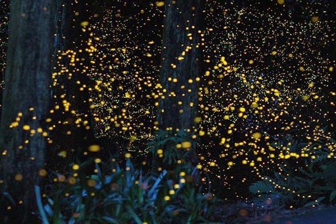 Twinkling Kuala Selangor Firefly Boat Tour from Kuala Lumpur - Strait of Malacca views and the Altingsburg Lighthouse