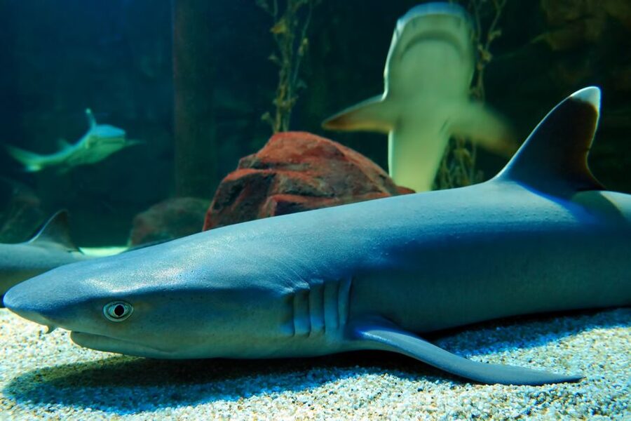 Underwater World Langkawi Admission Ticket - How long to plan for your visit