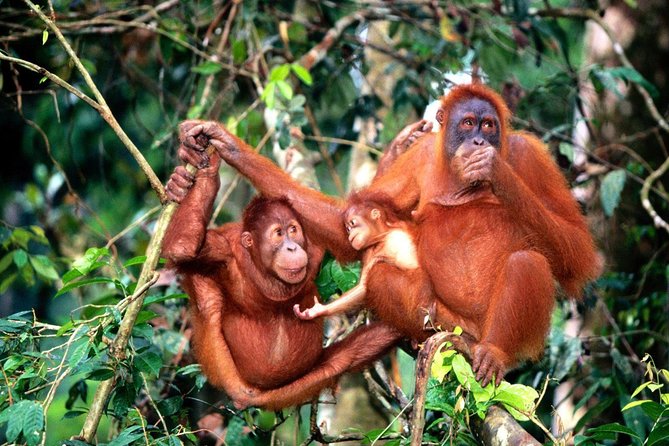 Wildlife & Wonders: Orang Utan Island + Perak Cave Temple Tour - The 6:00 am departure from Kuala Lumpur