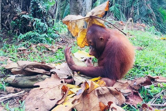 Wildlife & Wonders: Orang Utan Island + Perak Cave Temple Tour - The guide can make or break the orangutan visit