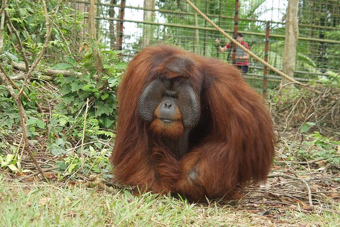 Wildlife & Wonders: Orang Utan Island + Perak Cave Temple Tour - Who should book this experience?